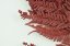 Felce stabilizzata Rumora - Rosso - Numero pezzi: Mazzo - 10 pz