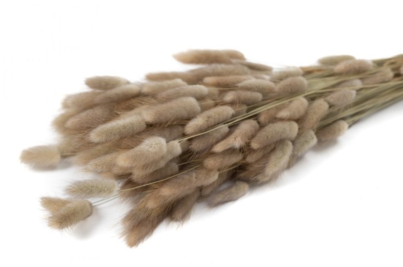 Getrocknetes Lagurus-Gras - Natur