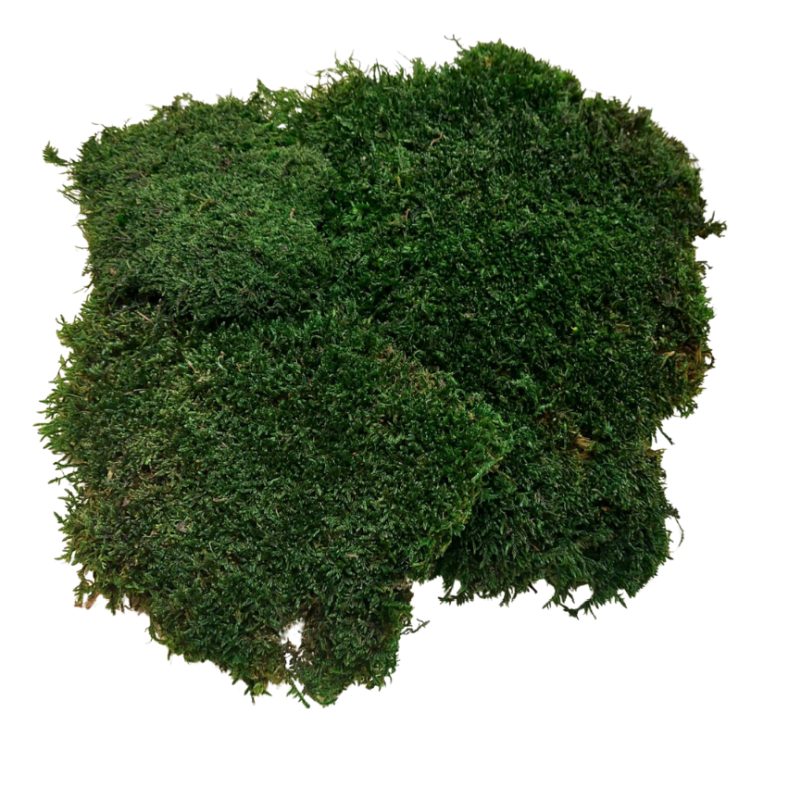 Plochý mach - Francúzsky - Tmavá zelená - Váha: 2,5kg