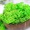 Muschio stabilizzato - lichene - Verde chiaro