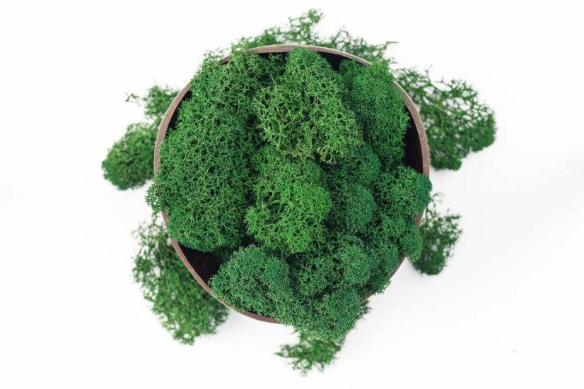 Očiščen stabiliziran mah - lišaji - gozdno zelena - finski - Teža: 5kg