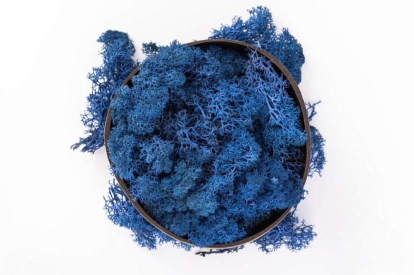 Mușchi stabilizat - lichen - Albastru - Greutate: 1kg