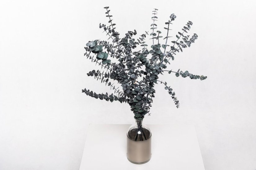Stabilisierte Eukalyptus Baby