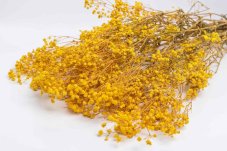 Stabilizirani cvetovi Gypsophile - Rumeni