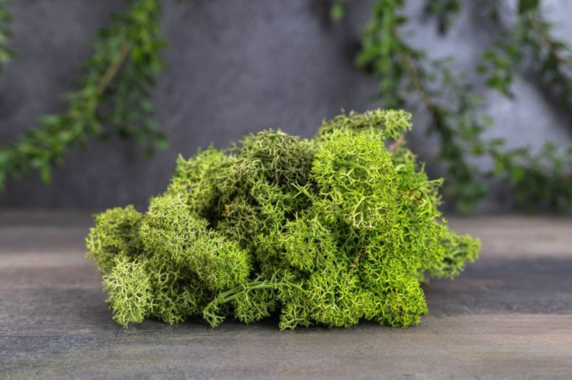 Muschio stabilizzato - lichene - Verde medio - Peso: 1kg