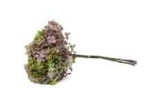 Hortensie stabilizată - Verde-roz