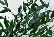 Stabiliziran ruscus - zelen