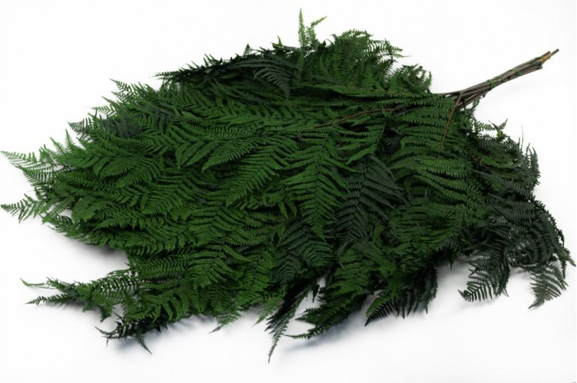 Stabilizovaná zelená papraď - VEĽKÁ - 10 ks