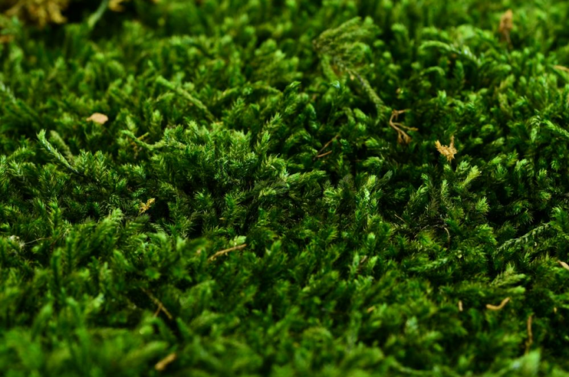 Plochý mech - Přírodní zelená PREMIUM