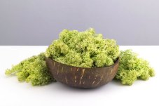 Mușchi stabilizat - lichen - Mentă