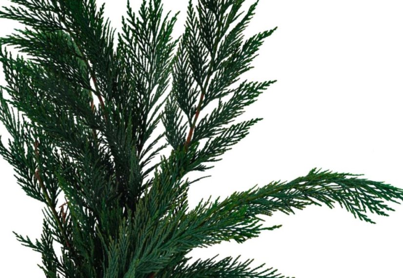 Stabilisierte Zweige der Thuja