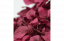 Stabilizovaná hortenze - Tmavá růžová