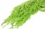 Stabilisierter Amaranth - Hellgrün - Größe: Beutel (20g)