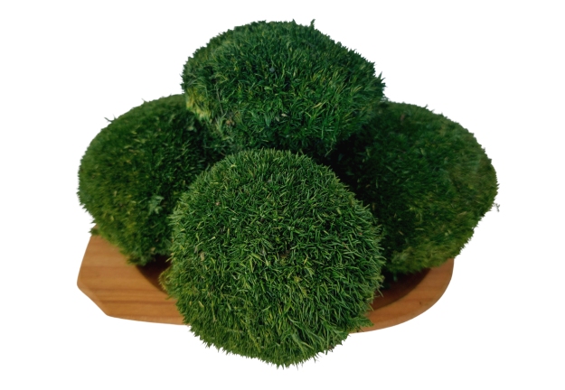 Muschio sferico - "Tartaruga" Mini - Verde naturale - Confezione 0,15 m2