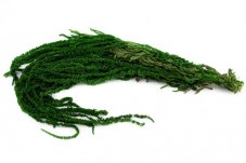 Stabiliziran Amarant - Srednje zelena
