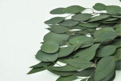 Stabilizált Eucalyptus Populus - Zöld