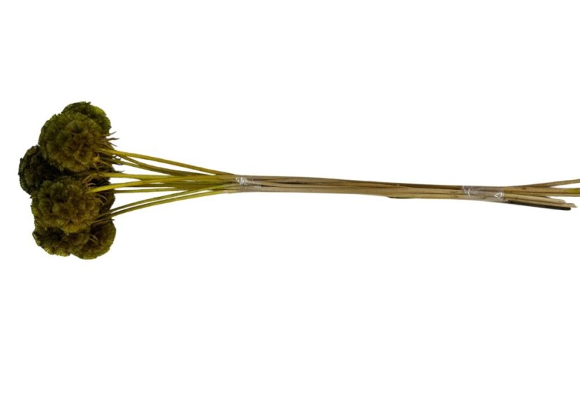 Scabiosa stellata stabilizzata - Verde oliva