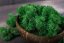 Stabilizált moha - zuzmó - Erdei zöld - Súly: 5kg
