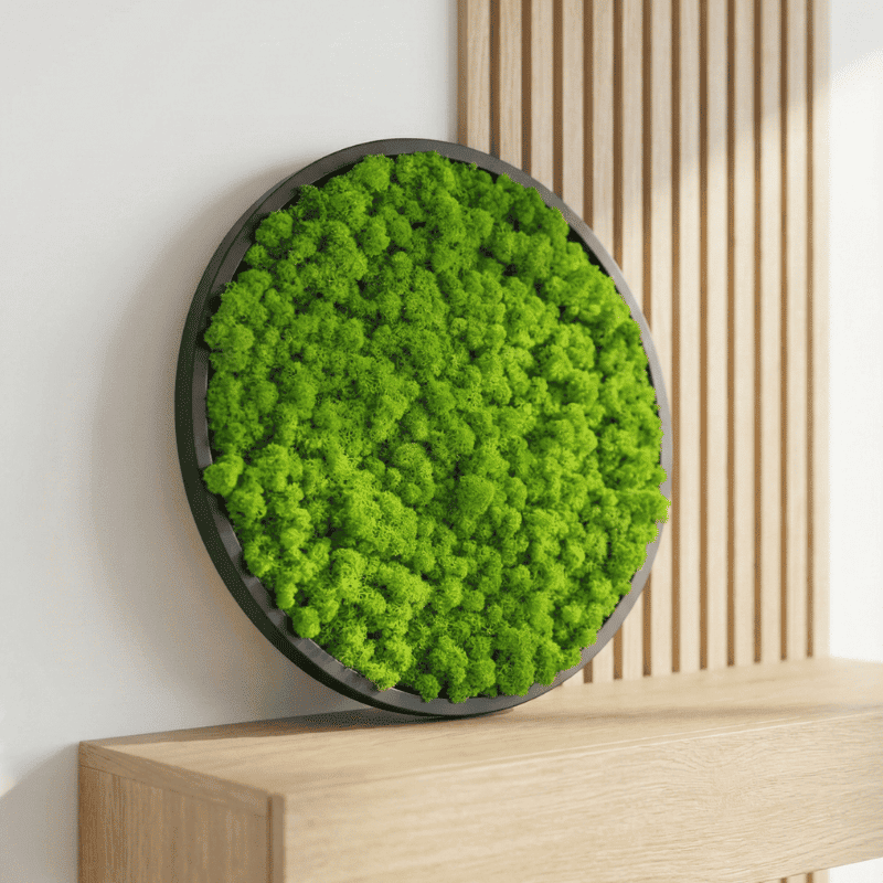 Quadro di muschio circolare - Lichene - Diametro: 50cm