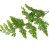 Stabilizované paprade Adianthum Lutti - 2ks