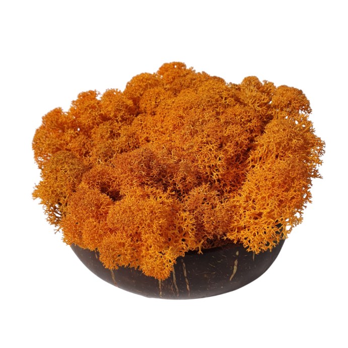 Stabiliziran mah - lišaji - oranžna - Teža: 1kg