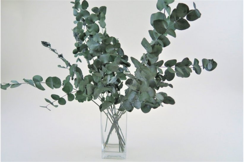 Stabilisierte Eukalyptus Cinerea