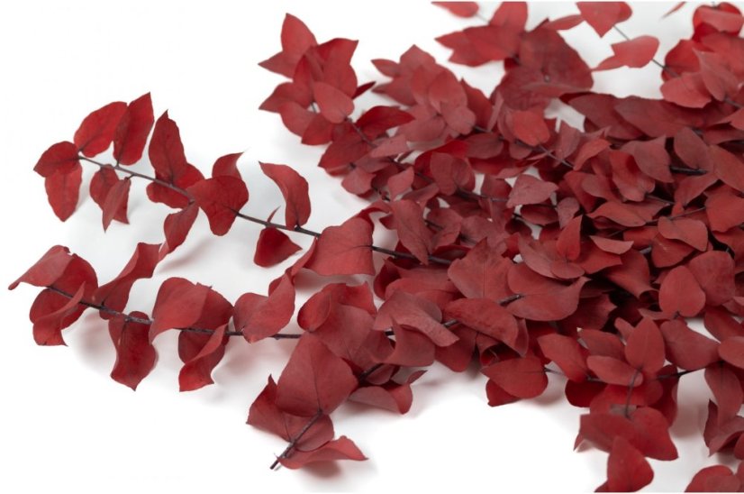 Stabiliziran Evkaliptus Stuartiana - Rdeč