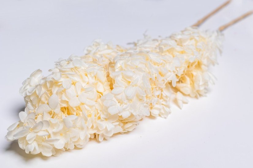 Stabilisierte Hortensie Grandiflora - Creme