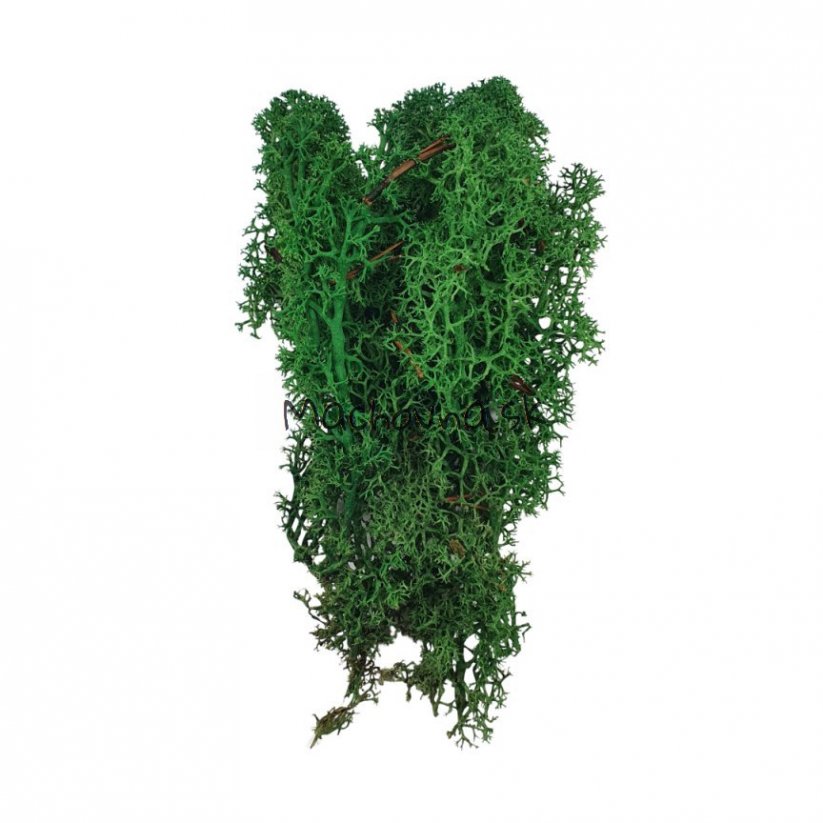 Stabilizovaný mech - lišejník - Lesní zelená - Hmotnost: 500g