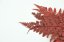 Stabilizovaná kapradina Davalia - červená - Počet kusů: 1ks