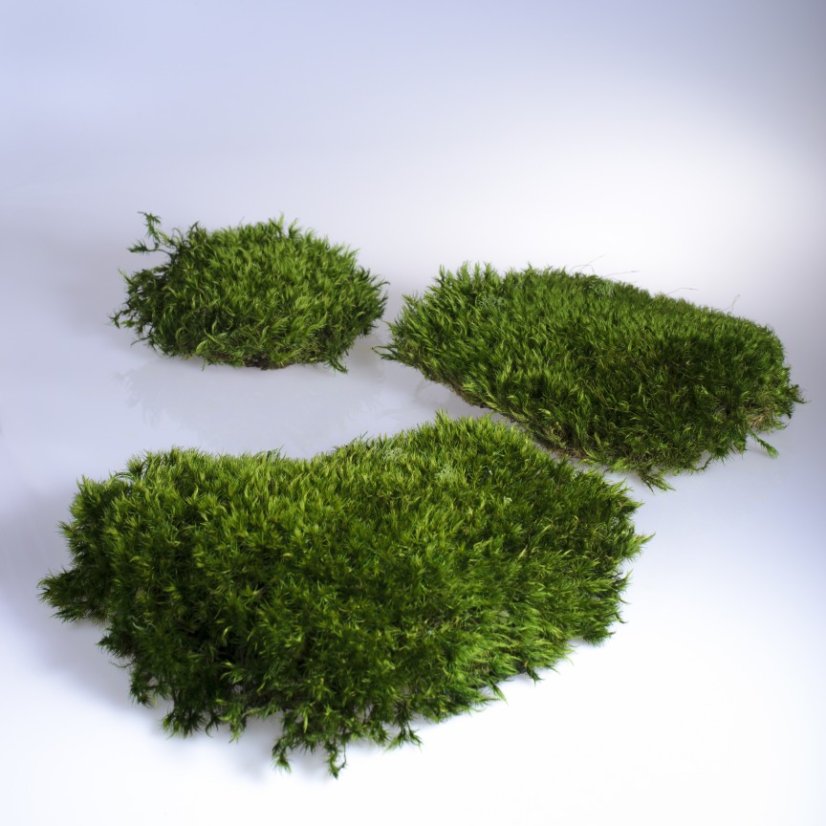 Kugelmoos - Provenzalisch - Fläche: 1,4 m²