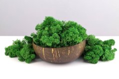 Stabiliziran mah - lišaji - gozdno zelena