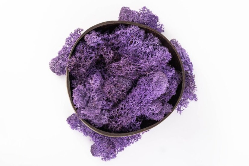 Muschio stabilizzato - lichene - Viola - Peso: 1kg