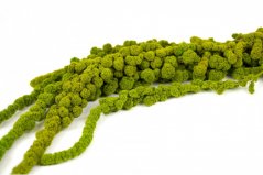 Stabilizovaný guličkový Amarant - Limetková zelená