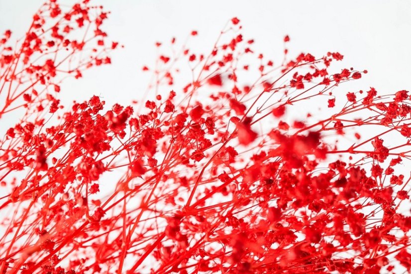Stabilisierten Gypsophila-Blüten - Rot