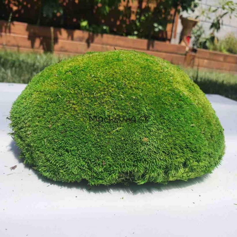 Kroglasti mah - "Želva" - svetlo zelen - Površina: 1 kos (običajna oblika 10-12 cm)