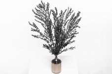 Stabilizovaný Eukalyptus Parvifolia