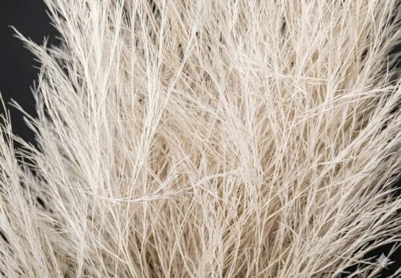 Stabilizovaná okrasná tráva "Tiki" - Bílá