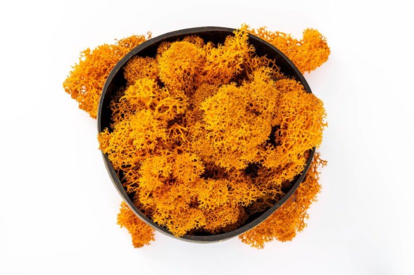 Muschio stabilizzato - lichene - Arancio - Peso: 100g