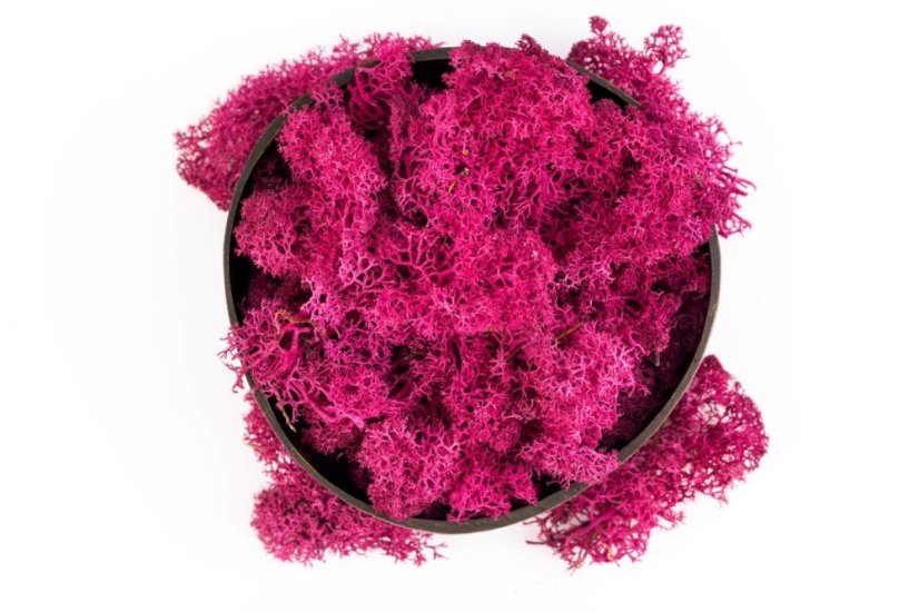 Muschio stabilizzato - lichene - Rosa - Peso: 5kg
