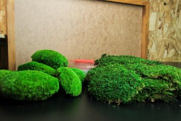 Kit regalo per la creazione dei quadri - Colore del lichene - Verde bosco